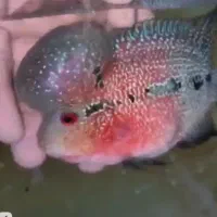 فلاور