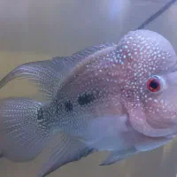 فلاور بالغ مولد|ماهی|ارومیه, |دیوار