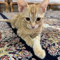 واگذاری گربه رایگان|گربه|رشت, فخب|دیوار