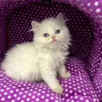 گربه پرشین|گربه|اسلامشهر, زرافشان|دیوار