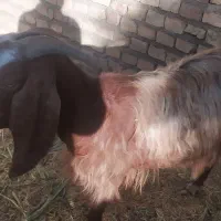 بز آوستن