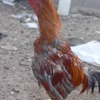 خروس لاری|حیوانات مزرعه|عجب شیر, |دیوار