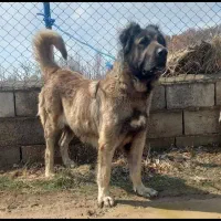 ماده جیران گم شده