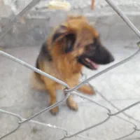 یک قلاده ژرمن. اصل باهوش|سگ|شهریار, شهریار|دیوار