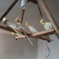 فروش عروس هلندی نرو ماده و اهلی و خوشگل