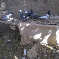 کبوتر