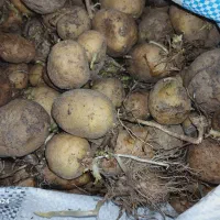 بذر سیب زمینی آگریا