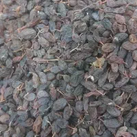 کشمش|خوردنی و آشامیدنی|اشنویه, |دیوار