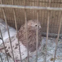 کبوتر نوک قنار سرور|پرنده|تهران, گرگان|دیوار