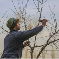 اصلاح درختان و کاشت گل گیاه