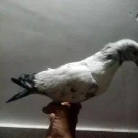 محمد|پرنده|یزد, |دیوار