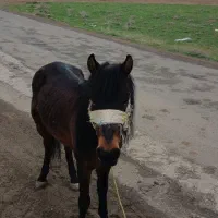 بیله‌سوار روستای‌مسجدلو