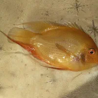 ماهی اکواریوم فروش فوری|ماهی|کرمان, |دیوار