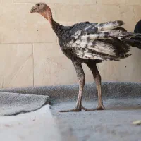 مرغ وخروس و اردک و بوقلمون