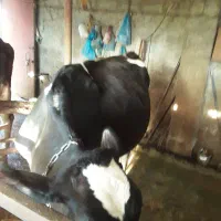 فروش دو گاو سیاه هلشتاین و گاو قرمز سیمینتال