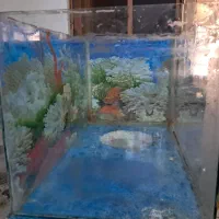 آکواریوم|ماهی|بروجن, |دیوار