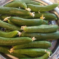 خیار محلی وخیار شور