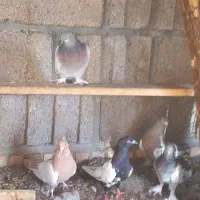 کفتر|پرنده|شیراز, شهرک صنعتی شیراز|دیوار