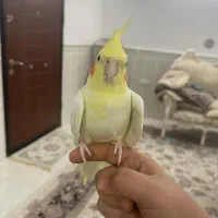پرنده|پرنده|قم, محمد آباد|دیوار