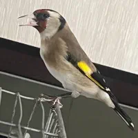 سهره|پرنده|پاکدشت, پاکدشت (مامازند)|دیوار