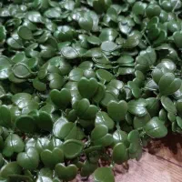 گرینوال شبدری