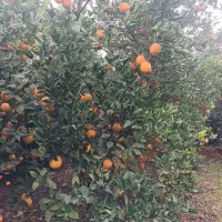 مرکبات پرتقال تامسون شب یلدا