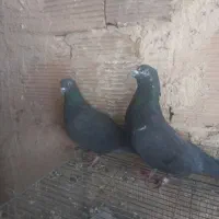 کفتر سیاه رستاخیز