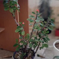 گل.|گل و گیاه طبیعی|اسفراین, |دیوار