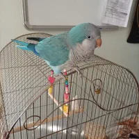 راهب نر سخنگو