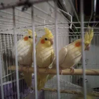 سه عدد عروس