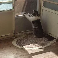 گربه نژاد سیبری|گربه|تربت‌حیدریه, داروپخش|دیوار