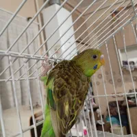 مرغ عشق|پرنده|میانه, |دیوار