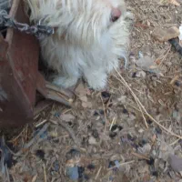 سگگ اصل شیتزو|سگ|خوی, |دیوار