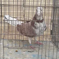 کبوتر|پرنده|قم, شهدا|دیوار