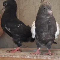 کبوتر کله دمبی فیروزه ای سینه ای