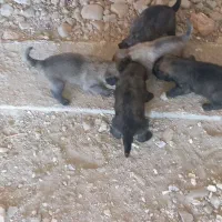 سگ سرابی