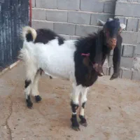 کهره‌‌چپش‌.تخمی‌داشتی