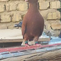 سرخ دمسفید نر|پرنده|شیراز, وزیرآباد|دیوار