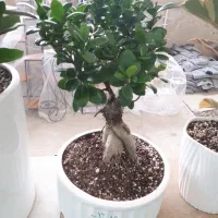 برنامه پیشنهادی