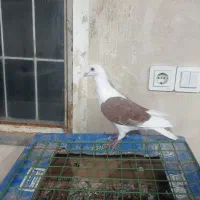دوبر پشتار نر