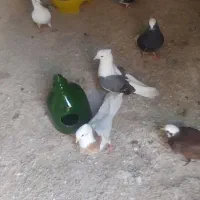 طوقی کرمانشاهی|پرنده|آبدانان, |دیوار