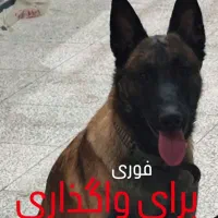 سگ مالینویز اصیل (نر) فول تربیت