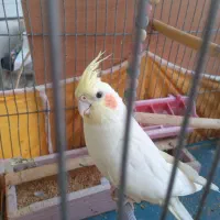 عروس هلندی