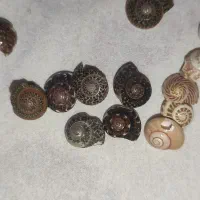 سنگوزیورالا