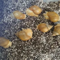 حلزون پرورشی بهداشتی