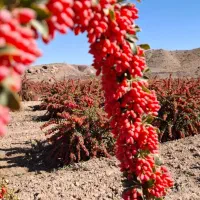 نهال زرشک بیدانه - پفکی و پلویی