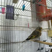 سهره قناری|پرنده|کبودرآهنگ, |دیوار