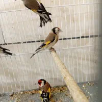 سهره سرسیاه و کرمونی|پرنده|شیراز, شهرک ولیعصر|دیوار