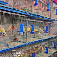 قناری .فنچ.عروس هلندی .مرغ عشق.|پرنده|خمینیشهر, |دیوار