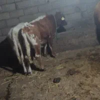 دو عدد گوساله